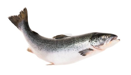 Téléchargez les photos : Poisson de saumon isolé sur blanc sans ombre avec chemin de coupe - en image libre de droit