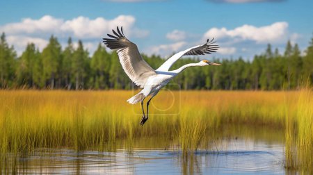 Téléchargez les photos : Grue blanche volant dans les marais - en image libre de droit