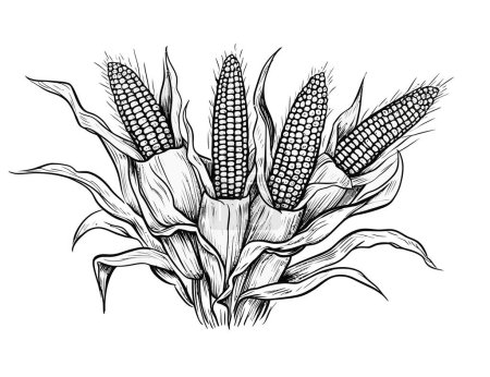 Téléchargez les illustrations : Croquis de maïs dessiné à la main. illustration vectorielle - en licence libre de droit