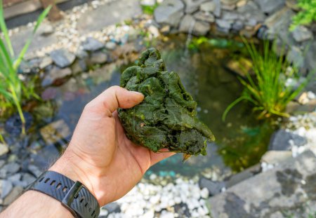 Plaga de algas rosca en el estanque del jardín