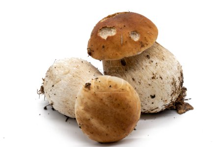 Porcini mushroom isolated on white background
