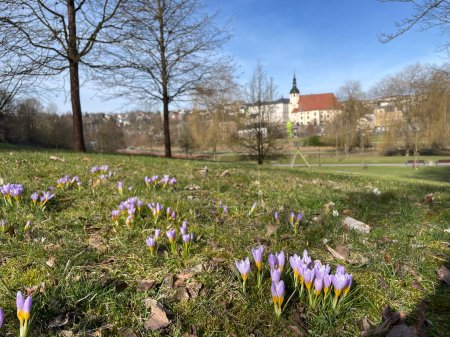 spring in the park in reichenbach im Vogtland, city saxony germany