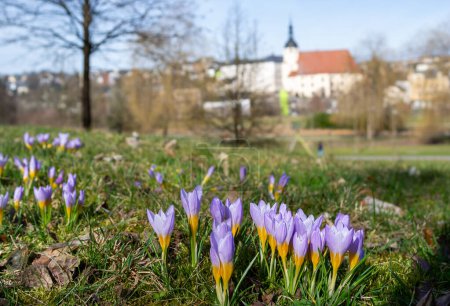 spring in the park in reichenbach im Vogtland, city saxony germany
