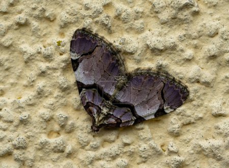 Papillon gris macro shot sur le mur
