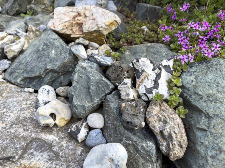 Jardín de rocas con plantas suculentas en el jardín