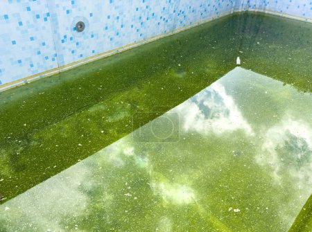 Piscine de jardin avec algues vertes dans l'eau