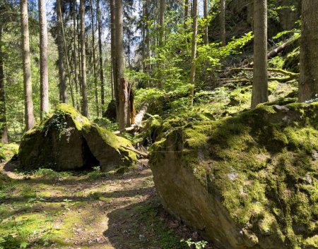 Wanderweg mit Felsen im Wald, Vogtland Triebtal Sachsen Deutschland