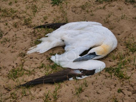 Ein toter erwachsener Basstölpel an einem Strand im englischen Norfolk. Möglicherweise Opfer der Vogelgrippe.