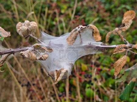 Photo for A caterpillar web constructed on a plant stem with dried leaves hedgerow in Suffolk, England, UK. - Royalty Free Image