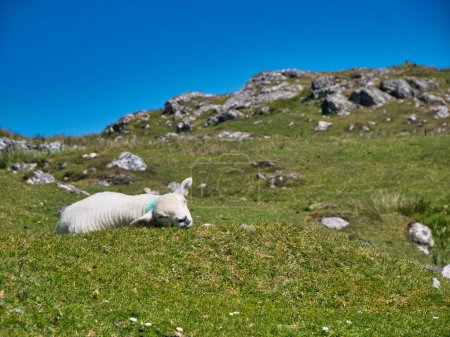 A single lamb asleep on a grassy, rock topped hill on the south of the island of Harris in the Outer Hebrides, Scotland, UK. Taken on a sunny day in summer with a clear, blue sky.