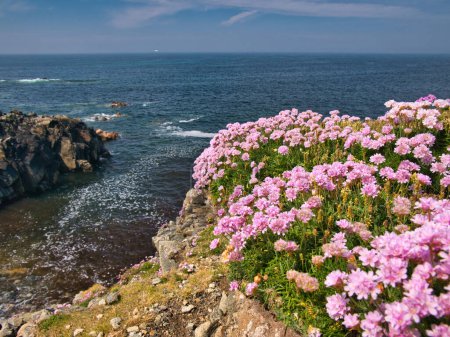 Fleurs sauvages côtières colorées poussant sur la côte atlantique rocheuse et accidentée de l'île de Lewis dans les Hébrides extérieures, en Écosse, au Royaume-Uni. Pris par une journée ensoleillée en été.