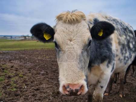 Téléchargez les photos : Anglesey, Royaume-Uni - 11 janvier 2024 : Gros plan sur le visage d'une vache laitière dans un champ d'une ferme à Anglesey, au nord du pays de Galles, au Royaume-Uni. Les étiquettes d'identification de la vache sont visibles. - en image libre de droit