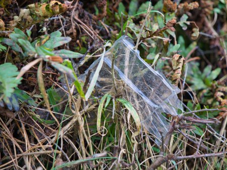Embalaje de plástico desechado en un seto en Anglesey, Gales del Norte, Reino Unido.