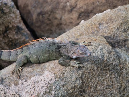 An iguana on rocks on the island of Saint Maarten in the Caribbean