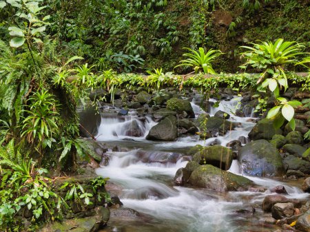 Un ruisseau de montagne sur le Vermont Nature Trail sur l'île de St Vincent, Caraïbes. Pris avec une vitesse d'obturation lente pour donner un bokeh de mise au point douce dans la lumière diffuse contre la végétation luxuriante de la forêt tropicale.