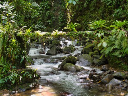 Un ruisseau de montagne sur le Vermont Nature Trail sur l'île de Saint-Vincent dans les Caraïbes. Pris en forte concentration dans la lumière diffuse contre la végétation luxuriante de la forêt tropicale.