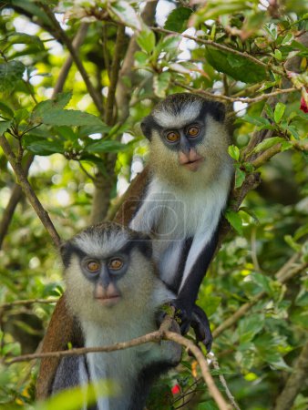 Two mona monkeys in a tree on the island of Grenada in the Caribbean. Taken at Grand Etang National Park.