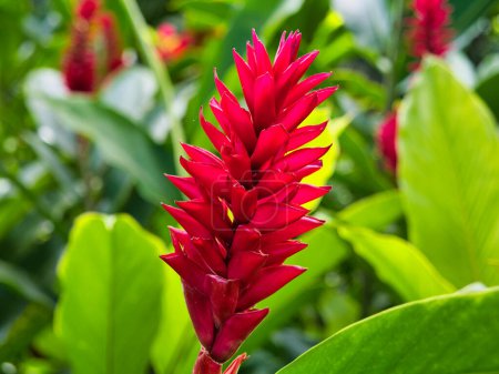 The vibrant flower of Red Ginger (Alpinia purpurata) in theJardin Botanique de Valombreuse, botanical gardens on Guadeloupe in the Caribbean