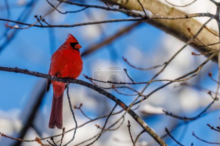 Foto de Northern cardinal (Cardinalis cardinalis) perched on a snow covered tree limb during winter in Wisconsin. Selective focus, background blur and foreground blur. - Imagen libre de derechos