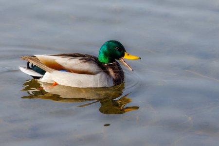 Téléchargez les photos : Drake Mallard (Anas platyrhynchos) quacks while swimming on the water. - en image libre de droit