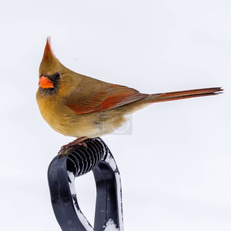 Female Northern cardinal (Cardinalis cardinalis) perched on a snow shovel handle during winter in Wisconsin. Selective focus, background blur and foreground blur.