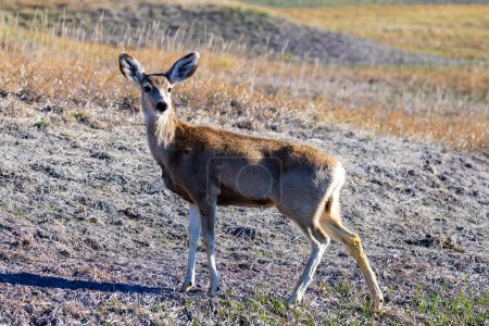 Photo for Mule deer (Odocoileus hemionus) in Badlands National Park during spring. - Royalty Free Image