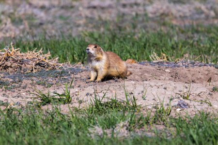 Photo for Black-tailed prairie dog (cynomys ludovicianus) in the Badlands National Park during spring. - Royalty Free Image