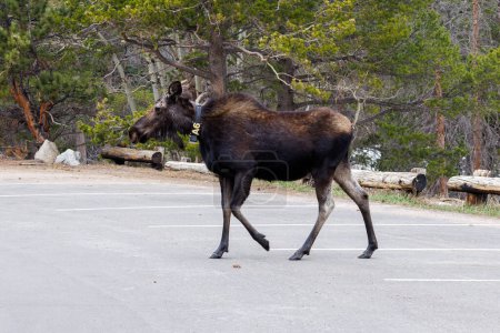Foto de Moose (Alces alces) con un collar de seguimiento de radio en un estacionamiento en el Parque Nacional de las Montañas Rocosas. - Imagen libre de derechos