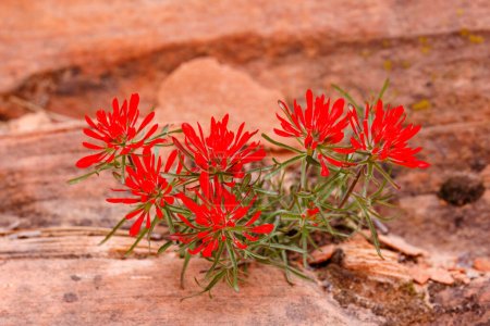 Castilleja angustifolia wildflower, also known as northwestern Indian paintbrush and desert Indian paintbrush during spring in Utah. Selective focus, background blur and foreground blur.