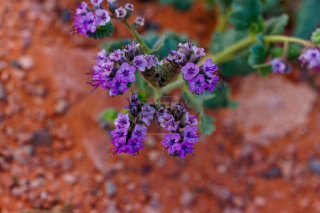 Photo for Scorpion weed (Phacelia crenulata) in Arizona during spring - Royalty Free Image