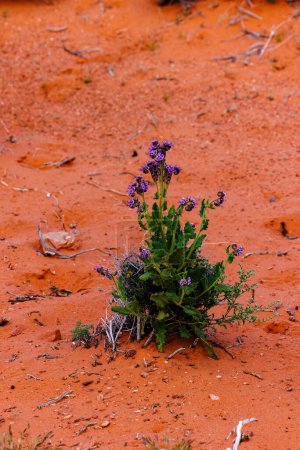 Photo for Scorpion weed (Phacelia crenulata) in Arizona during spring - Royalty Free Image
