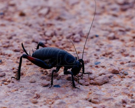 Photo for Tanner's black camel cricket (Utabaenetes tanneri) in northern Arizona during spring. Selective focus, background blur and foreground blur. - Royalty Free Image