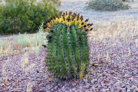 Photo for Ferocactus wislizeni, also called a fishhook barrel cactus, is a flowering plant in the cactus family Cactaceae. Native to northern Mexico and the southern United States. - Royalty Free Image