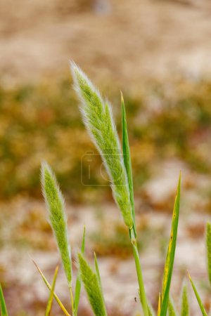 Téléchargez les photos : Herbe barbu annuelle (Polypogon monspeliensis) également connue sous le nom d'herbe annuelle aux pieds de lapin, qui pousse dans le comté de San Diego, en Californie, au printemps. - en image libre de droit