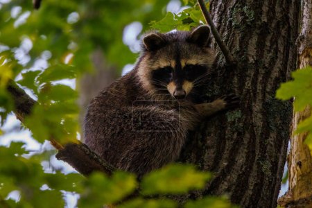 Photo for Raccoon (Procyon lotor) in a Northern red oak tree (Quercus rubra) during summer in Wisconsin. - Royalty Free Image