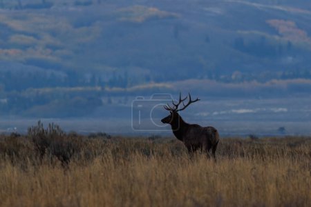Photo for Bull elk (Cervus canadensis) standing and looking in a grassy meadow during early fall. - Royalty Free Image