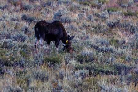 Téléchargez les photos : Orignal de vache (Alces alces) avec un collier de repérage dans le parc national Grand Teton. - en image libre de droit