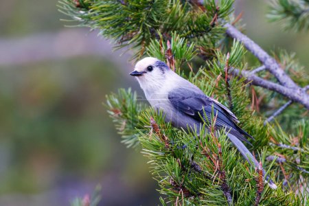 Photo for Canada jay (Perisoreus canadensis) perched in a pine tree in western Wyoming. - Royalty Free Image