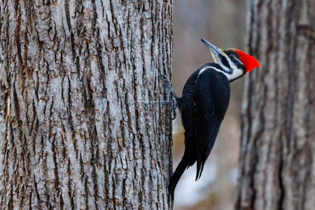 Pileated Woodpecker (Dryocopus pileatus) perched on a tree during winter
