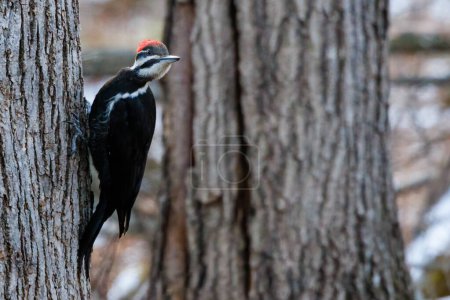 Pileated Woodpecker (Dryocopus pileatus) perched on a tree looking behind for predators.
