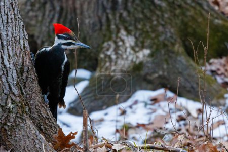 Pileated Woodpecker (Dryocopus pileatus) perched on base of tree looking for predators on the ground.