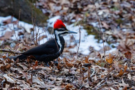 Pileated Woodpecker (Dryocopus pileatus) on the ground with leaves and snow during winter.