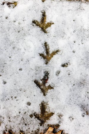Vertikale Aufnahme von Birkhuhnspuren (Bonasa umbellus) im Schnee im Winter in Wisconsin