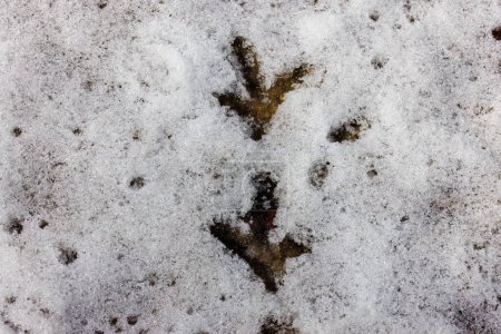 Nahaufnahme von Rouffed Grouse (Bonasa umbellus) Spuren im Schnee im Winter in Wisconsin