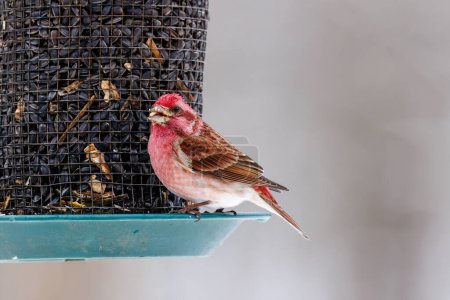 Close up of a Purple finch (Haemorhous purpureus) eating sunflower seeds during winter