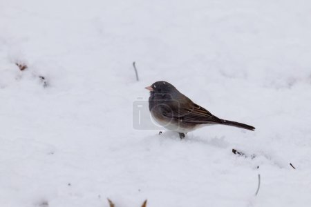 Close up of a Dark-eyed junco (Junco hyemalis) on the snow covered ground during winter