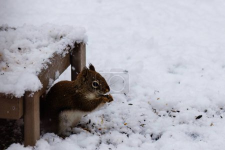 Amerikanisches Rotes Eichhörnchen (Tamiasciurus hudsonicus) frisst im Winter unter einem Bodenfutter im Schnee