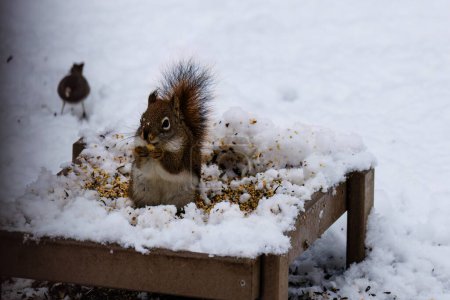 American Red Squirrel (Tamiasciurus hudsonicus) eating on a ground feeder in the snow during winter