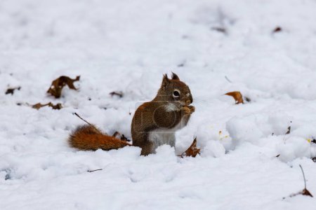 Amerikanisches Rotes Eichhörnchen (Tamiasciurus hudsonicus) frisst im Winter auf dem schneebedeckten Boden