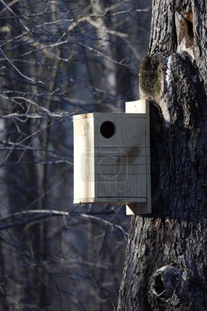 Coffret de nidification fait maison pour écureuil gris (Sciurus carolinensis) monté sur un arbre mort au printemps.